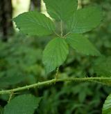 ostružiník sivofialový <i>(Rubus wimmerianus)</i> / List