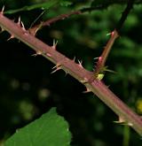 ostružiník sivofialový <i>(Rubus wimmerianus)</i> / Stonek