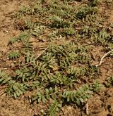 kotvičník zemní <i>(Tribulus terrestris)</i>