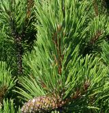 borovice kleč <i>(Pinus mugo)</i> / Větve a pupeny