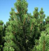 borovice kleč <i>(Pinus mugo)</i> / Větve a pupeny