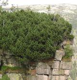 borovice kleč <i>(Pinus mugo)</i> / Habitus