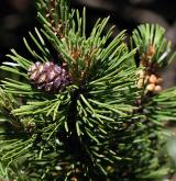 borovice kleč <i>(Pinus mugo)</i>