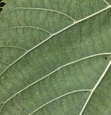 lípa americká <i>(Tilia americana)</i> / List