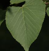 lípa karolínská <i>(Tilia caroliniana)</i> / List