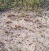 Otevřené trávníky vátých písků s paličkovcem šedavým <i>(Corynephorion canescentis)</i> / Porost
