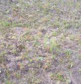 Otevřené trávníky vátých písků s paličkovcem šedavým <i>(Corynephorion canescentis)</i> / Porost