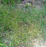 Pozdně letní teplomilná ruderální a plevelová vegetace písčitých půd <i>(Eragrostion cilianensi-minoris)</i> / Porost