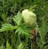 bolševník velkolepý <i>(Heracleum mantegazzianum)</i> / Květ/Květenství