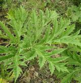 bolševník velkolepý <i>(Heracleum mantegazzianum)</i> / List