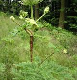 bolševník velkolepý <i>(Heracleum mantegazzianum)</i> / Habitus