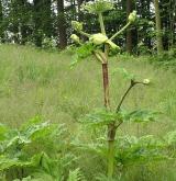 bolševník velkolepý <i>(Heracleum mantegazzianum)</i> / Habitus