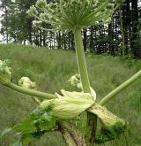 bolševník velkolepý <i>(Heracleum mantegazzianum)</i> / Habitus