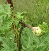 bolševník velkolepý <i>(Heracleum mantegazzianum)</i> / Ostatní