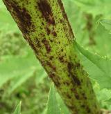 bolševník velkolepý <i>(Heracleum mantegazzianum)</i> / Stonek