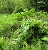 bolševník velkolepý <i>(Heracleum mantegazzianum)</i> / Detail porostu