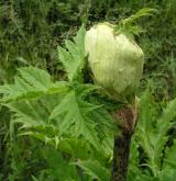 bolševník velkolepý <i>(Heracleum mantegazzianum)</i> / Květ/Květenství