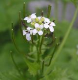 česnáček lékařský <i>(Alliaria petiolata)</i> / Květ/Květenství