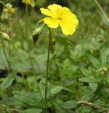 devaterník velkokvětý <i>(Helianthemum grandiflorum)</i> / Květ/Květenství