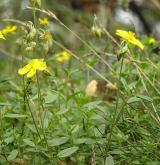 devaterník velkokvětý <i>(Helianthemum grandiflorum)</i> / Habitus