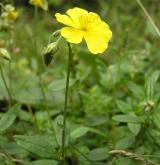 devaterník velkokvětý <i>(Helianthemum grandiflorum)</i> / Květ/Květenství