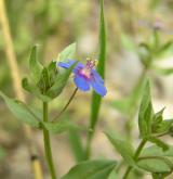 drchnička modrá <i>(Anagallis foemina)</i> / Květ/Květenství