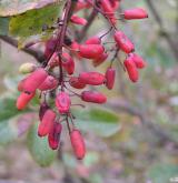 dřišťál obecný <i>(Berberis vulgaris)</i> / Plod