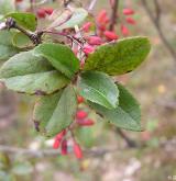 dřišťál obecný <i>(Berberis vulgaris)</i> / List