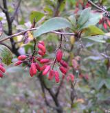 dřišťál obecný <i>(Berberis vulgaris)</i> / Plod