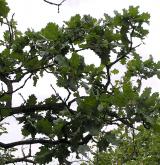 dub pýřitý <i>(Quercus pubescens)</i> / Ostatní