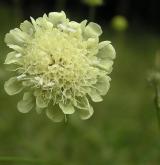 hlaváč žlutavý <i>(Scabiosa ochroleuca)</i> / Květ/Květenství
