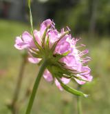 hlaváč lesklý <i>(Scabiosa lucida)</i> / Květ/Květenství