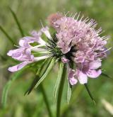 hlaváč lesklý <i>(Scabiosa lucida)</i> / Květ/Květenství