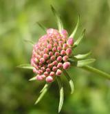 hlaváč lesklý <i>(Scabiosa lucida)</i> / Květ/Květenství