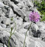 hlaváč lesklý <i>(Scabiosa lucida)</i> / Habitus