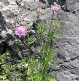 hlaváč lesklý <i>(Scabiosa lucida)</i> / Habitus