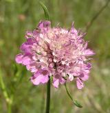 hlaváč lesklý <i>(Scabiosa lucida)</i> / Květ/Květenství