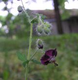 kakost hnědočervený <i>(Geranium phaeum)</i> / Květ/Květenství