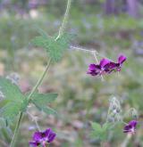 kakost hnědočervený <i>(Geranium phaeum)</i> / Ostatní