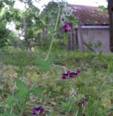 kakost hnědočervený <i>(Geranium phaeum)</i> / Ostatní