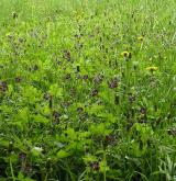 kakost hnědočervený <i>(Geranium phaeum)</i> / Porost