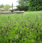 kakost hnědočervený <i>(Geranium phaeum)</i> / Porost