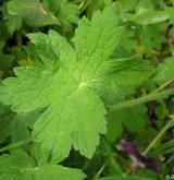 kakost hnědočervený <i>(Geranium phaeum)</i> / List