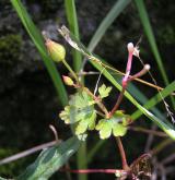 kakost lesklý <i>(Geranium lucidum)</i> / Ostatní