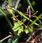 kakost lesklý <i>(Geranium lucidum)</i> / Ostatní