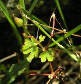 kakost lesklý <i>(Geranium lucidum)</i> / Ostatní