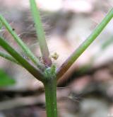 kakost smrdutý <i>(Geranium robertianum)</i> / Stonek