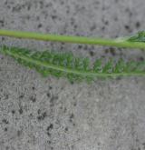 řebříček obecný <i>(Achillea millefolium)</i> / List