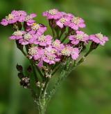 řebříček obecný <i>(Achillea millefolium)</i> / Květ/Květenství