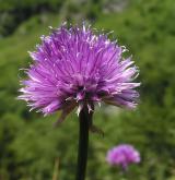 pažitka pobřežní <i>(Allium schoenoprasum)</i> / Květ/Květenství